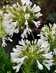 Agapanthus Polar Ice Claire Austin Agapanthus Flower Boarders Beautiful Flowers Garden