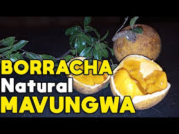 Image result for Landolphia kirkii