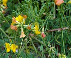 Image result for Cadaba glaberrima