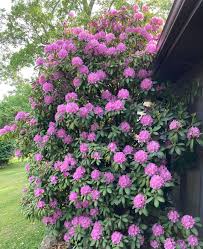 Image result for Rhododendron
