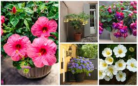 Climate — a subtropical shrub that can also be grown in cold climates, keep it indoors in winter. 20 Gorgeous Shrubs For Containers Garden Lovers Club