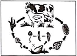 Maybe you would like to learn more about one of these? Daur Hidup Fasciola Hepatica Cacing Hati Idschool