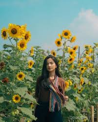 Bunga berwarna kuning cerah ini memiliki ciri tersendiri, yaitu selalu tumbuh condong ke arah. 6 Tempat Wisata Bunga Matahari Di Indonesia Yang Keren Bak Luar Negeri
