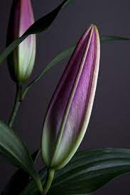 The Buds Of Two Easter Lilies Lilium By Halfdark Lilium Flower Easter Lily Flowers Photography