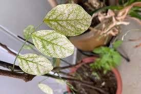 Picking a newer variety that has been bred to. Root Awakening Plant Diseases Home Design News Top Stories The Straits Times