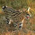 African Cats List ~ List of African Wild Cats ~ Cats For ...