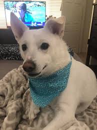 Hi everyone. I'm a new member and this is Casper. Our 15 yo puppy