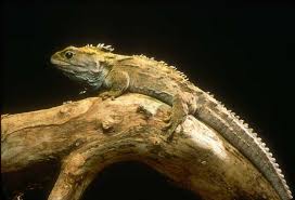 Maybe you would like to learn more about one of these? Reptiles On Our Web Site Saint Louis Zoo