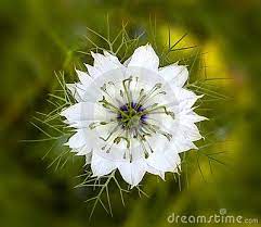 A Macro Photo Of One White Love In The Mist Flower With A Blurred Green Floral Background Floral Background Macro Photos Flowers