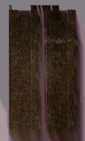 Image result for Chlorophytum macrosporum