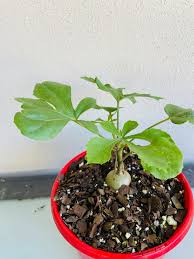 Image result for Cussonia corbisieri