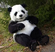 Performing Panda Bear Pictures Animatronic Panda Bears By The Special Effect Puppeteers Of Animatronicbea Panda Bear Panda Bear Costume Bear Pictures
