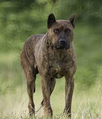 Alano espanol is a large working dogs, it is very sociable with other dogs. Alano Espanol Spanish Alano Spanish Bulldog Alano Info Temperament Charakteristik Bilder Preise Typische Krankheiten