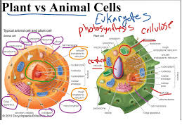 What are the 13 parts of a plant cell. 2 2 Eukaryotes Animal Or Plant Science Biology Eukaryotes Showme