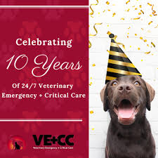 Essex county veterinary emergency hospital. Veterinary Emergency And Critical Care In Las Vegas Nv Veterinary Emergency Critical Care