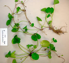 Image result for Centella glabrata