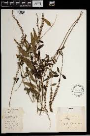 Image result for Platostoma africanum