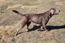 Maybe you would like to learn more about one of these? South Platte Labrador Retriever Puppies In Denver Colorado Labrador Retriever Puppies Lab Puppies Labrador Retriever
