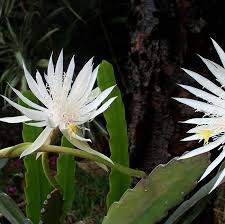 You've noticed that while some of your orchid roots burrow down into the potting. Buy Epiphyllum Orchid Cactus Online Plantdecors