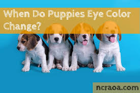 This color usually dosen't last, and changes as the puppy matures. When Do Puppies Eye Color Change National Canine Research Association Of America