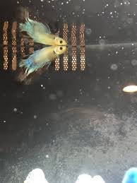 White Betta Fish Is Turning Yellow My Aquarium Club