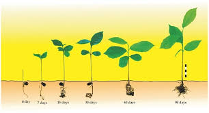 Image result for Aphanamixis