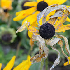 Learn why flowers fail to thrive and how you can prevent them from dying with these helpful tips and tricks. Common Flower Garden Mistakes And How To Prevent Them