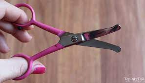 How To Trim Your Dog S Face Hair With Scissors Dog Haircuts Dog Face Dog Grooming Diy