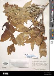 Image result for Maytenus undata