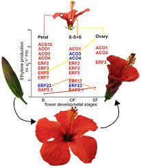 But when that new growth is wilting or dying, most gardeners panic, not knowing what to do. Frontiers Ethylene Role In Plant Growth Development And Senescence Interaction With Other Phytohormones Plant Science