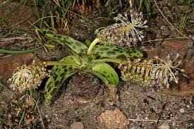 Image result for Ledebouria luteola