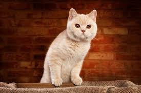 Uyumlu Guzel Ve Sevimli British Shorthair Ajanimo