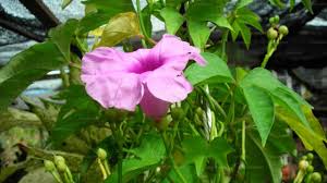 Image result for Ipomoea mauritiana