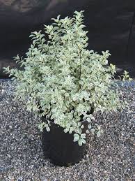 Image result for Pittosporum tenuifolium
