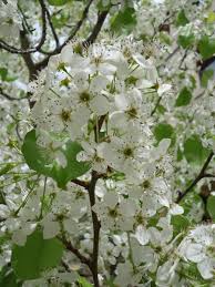 It would be worth trying in zone 2 as well, meaning that they can grow in saskatoon, regina, edmonton, thunder bay or winnipeg without trouble! Ornamental Flowering Pear Facilities