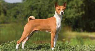 Ibizan hounds are very adaptable and can be as at home on a large farm as they are in an apartment, it is the responsibility of the owner to make sure their needs are met no matter their living situation. Ibizan Hound Dog Breed Profile Petfinder