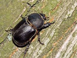 Image result for Pentodon