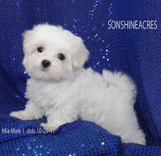 Www Sonshineacres Com Available Php Maltese Maltese Puppy Poodle Puppy Teacup Puppies Maltese