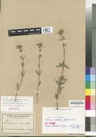 Image result for Ocimum urundense