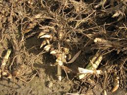 Srx322129) and the root (accession: Wurzelwerk Rhizome Miscanthus In 59387 Ascheberg