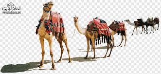 It is a common misconception that the wise men visited jesus at the stable on the night of his birth. Dromedary Red Sun Camels Broome Camel Safaris Desert Safari Dubai Sundowner Mammal Vertebrate Giraffe Png Pngwing