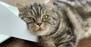 I Think My Cat Has Arthritis What Now Zoetis Petcare