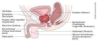 Reviews common tests for these conditions, as well as treatment side effects. Prostata Und Sexualitat Deximed