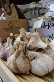 How To Grow Garlic From A Clove In 2021 Growing Garlic Garlic Herbalism
