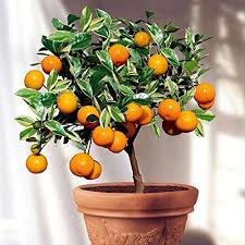 Wish there were more shortcuts and alternatives. Creative Farmer Live Fruit Plant For Garden Orange Live Ornamental Plant Cold Tolerant Orange Tree Plant Indoor Plants Orange Fruits Juicy Plant 1 Healthy Live Plant Amazon In Garden Outdoors