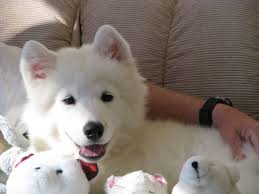 With their breeder, waiting for you! Mytee Samoyeds