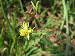 Image result for Neptunia oleracea