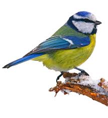 Pin Auf Fauna