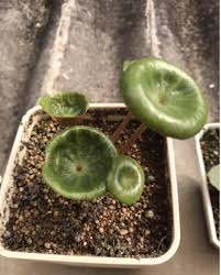 Image result for Eriospermum porphyrium