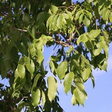 Image result for Swietenia